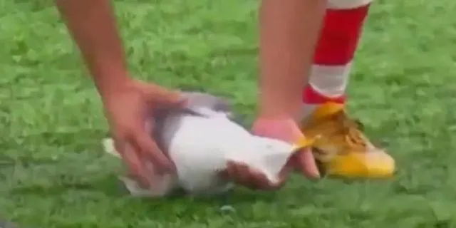 Βολέ τερματοφύλακα συνέτριψε γλάρο: Ποδοσφαιριστής έσωσε το πτηνό με ΚΑΡΠΑ