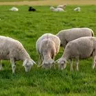 Aφθώδης πυρετός – Λέσβος: Αποζημιώσεις για το γάλα ανακοίνωσε το υπουργείο