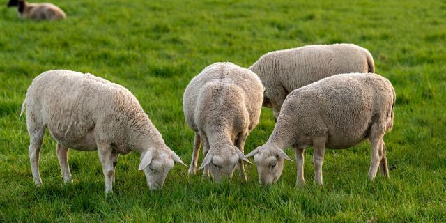 EFSA για ευλογιά: Περίπλοκη η ελληνική περίπτωση για τον εμβολιασμό