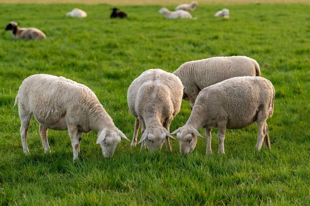 EFSA για ευλογιά: Περίπλοκη η ελληνική περίπτωση για τον εμβολιασμό