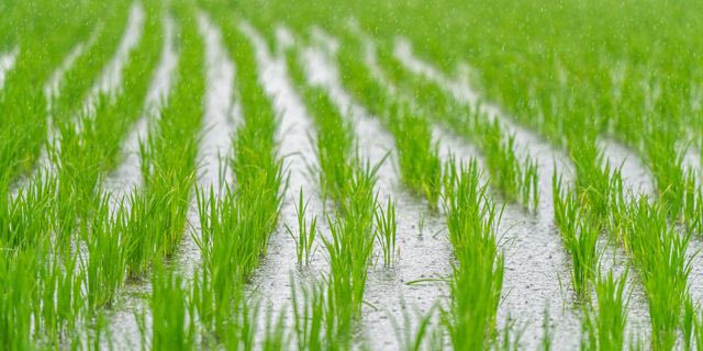 Πώς οι νέες συμφωνίες της ΕΕ καταστρέφουν τους Έλληνες ορυζοπαραγωγούς