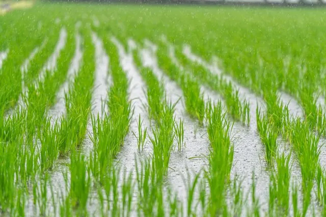 Πώς οι νέες συμφωνίες της ΕΕ καταστρέφουν τους Έλληνες ορυζοπαραγωγούς