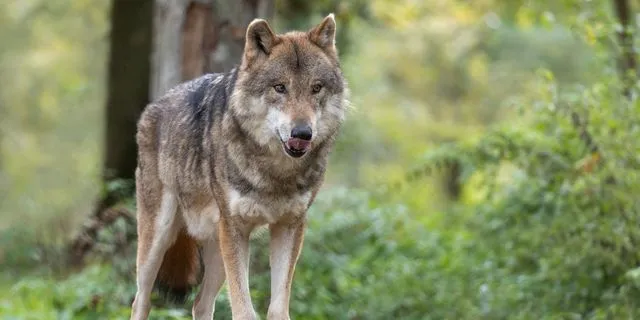 Πάρνηθα: Ομάδα ατόμων δέχτηκε επίθεση από λύκο