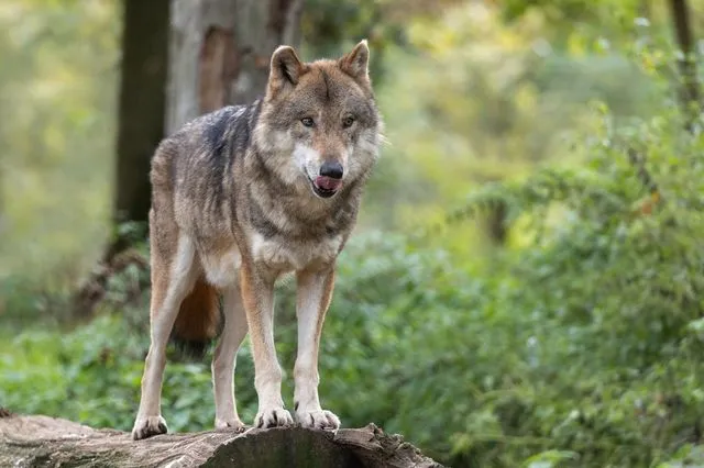 Πάρνηθα: Ομάδα ατόμων δέχτηκε επίθεση από λύκο