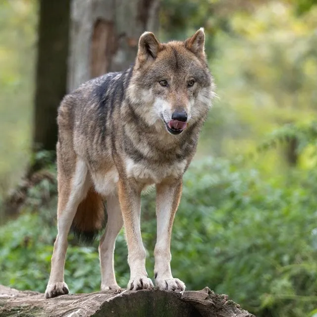 Πάρνηθα: Ομάδα ατόμων δέχτηκε επίθεση από λύκο