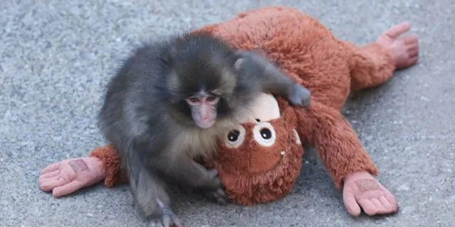 Ιαπωνία: Γιατί οι μαϊμούδες εγκαταλείπουν τα μικρά τους;