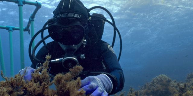 «Μπλε Δάση»: Πρεμιέρα για τη νέα σειρά ντοκιμαντέρ της  COSMOTE TV