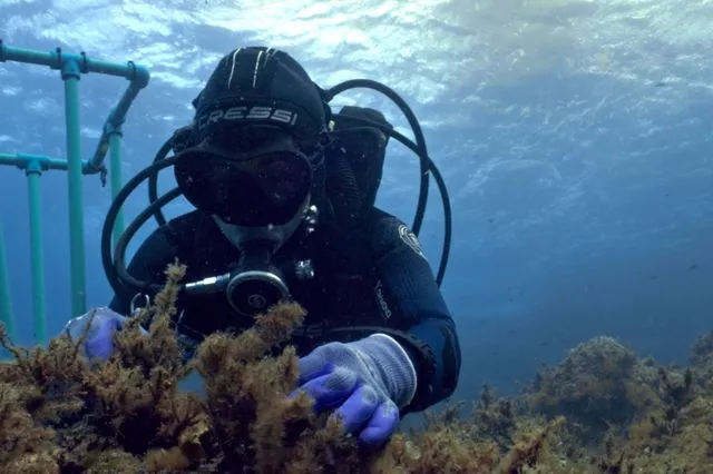 «Μπλε Δάση»: Πρεμιέρα για τη νέα σειρά ντοκιμαντέρ της  COSMOTE TV