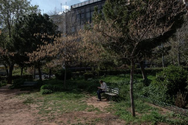 Πόσες νέες φυτεύσεις δέντρων γίνονται στην Αθήνα;