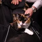 Έφτασε η πρώτη πτήση επαναπατρισμού ζώων