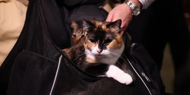 Έφτασε η πρώτη πτήση επαναπατρισμού ζώων