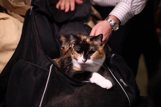 Έφτασε η πρώτη πτήση επαναπατρισμού ζώων