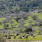 Λέσβος: Δυο ακόμη κτηνοτροφικές μονάδες με κρούσματα αφθώδους πυρετού