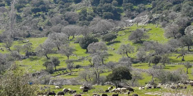 Λέσβος: Δυο ακόμη κτηνοτροφικές μονάδες με κρούσματα αφθώδους πυρετού