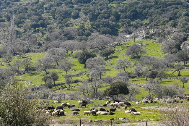 Λέσβος: Δυο ακόμη κτηνοτροφικές μονάδες με κρούσματα αφθώδους πυρετού