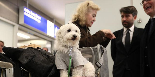 Διεθνές ενδιαφέρον για την ελληνική επιχείρηση επαναπατρισμού πολιτών και κατοικίδιων από τη Μ. Ανατολή