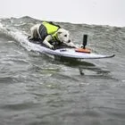 Πέθανε η Sugar, το πρώτο σκυλί που εισήχθη στο Surfer’s Hall of Fame
