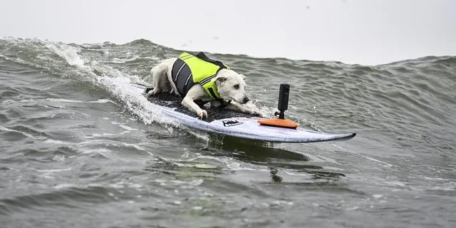 Πέθανε η Sugar, το πρώτο σκυλί που εισήχθη στο Surfer’s Hall of Fame
