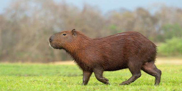 Βραζιλία: Οκτώ συλλήψεις για ακραία επίθεση σε καπιμπάρα