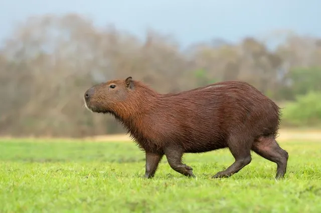 Βραζιλία: Οκτώ συλλήψεις για ακραία επίθεση σε καπιμπάρα