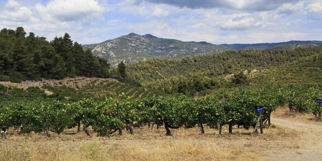 Αμπελώνας στη Σιθωνία