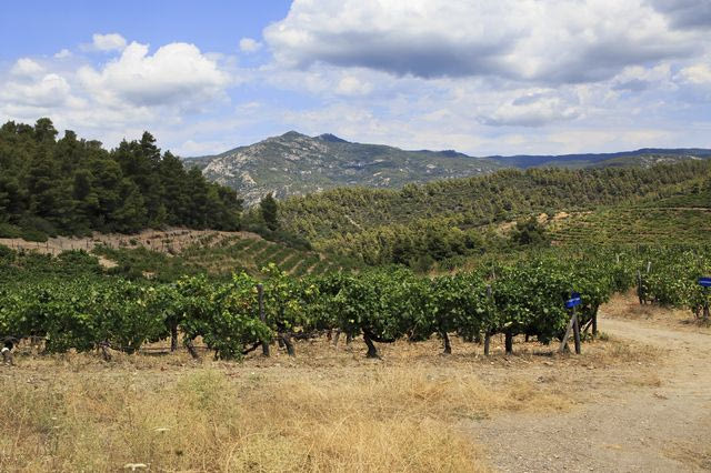 Αμπελώνας στη Σιθωνία
