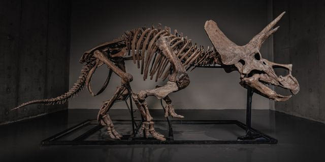 Σε δημοπρασία σπάνιος σκελετός τρικεράτοπα με εκτίμηση έως και 5,5 εκατ. δολάρια
