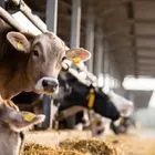 Επιβεβαιώθηκε κρούσμα αφθώδους πυρετού στη Λέσβο – Συναγερμός στους κτηνοτρόφους