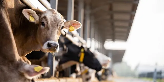 Επιβεβαιώθηκε κρούσμα αφθώδους πυρετού στη Λέσβο – Συναγερμός στους κτηνοτρόφους