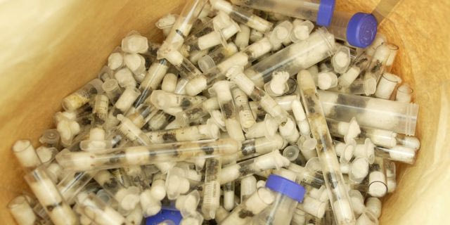 Μυρμήγκια σε γυάλινα δοχεία