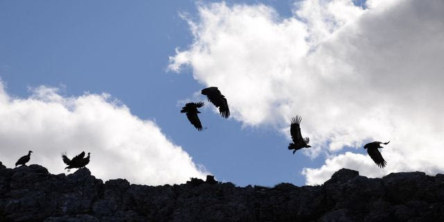Περιβαλλοντικές οργανώσεις: Να τιμωρηθούν οι δράστες της μαζικής δηλητηρίασης άγριας ζωής στη Δαδιά