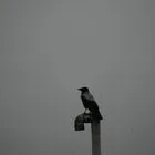 Ένα πουλί κάθεται σε μια στέγη, με φόντο τον μαύρο καπνό από αμερικανοϊσραηλινό πλήγμα σε πετρελαϊκή εγκατάσταση.