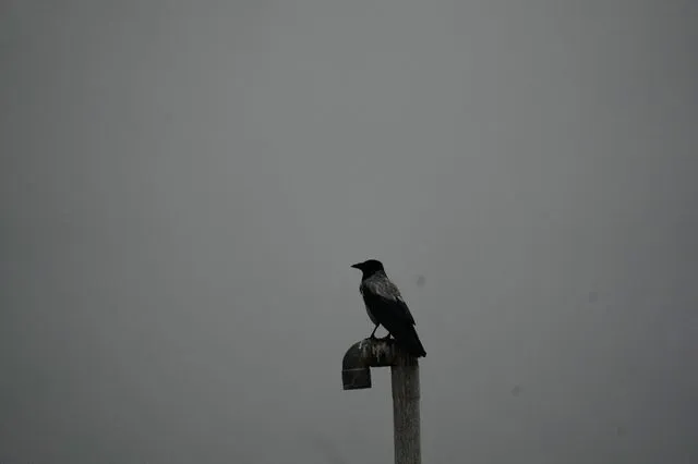 Ένα πουλί κάθεται σε μια στέγη, με φόντο τον μαύρο καπνό από αμερικανοϊσραηλινό πλήγμα σε πετρελαϊκή εγκατάσταση.