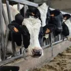 Αγελάδες (Φωτογραφία αρχείου)