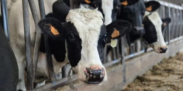 Αγελάδες (Φωτογραφία αρχείου)