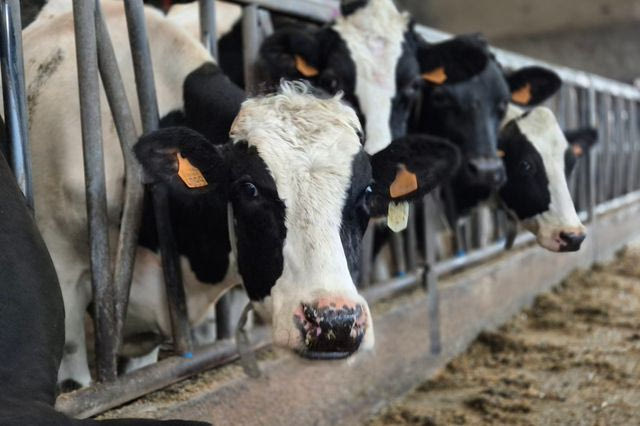 Αγελάδες (Φωτογραφία αρχείου)