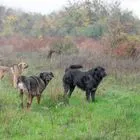 Αγέλη σκύλων (φωτογραφία αρχείου)