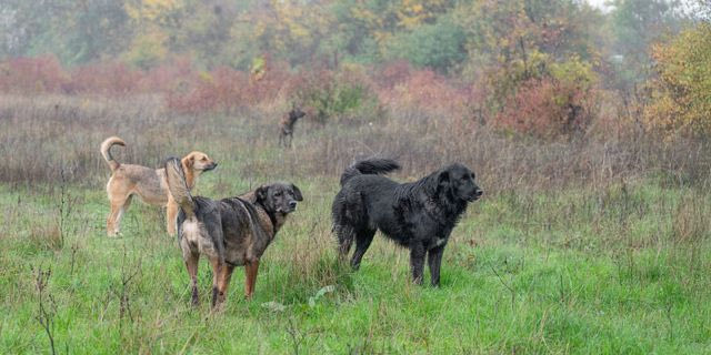Αγέλη σκύλων (φωτογραφία αρχείου)