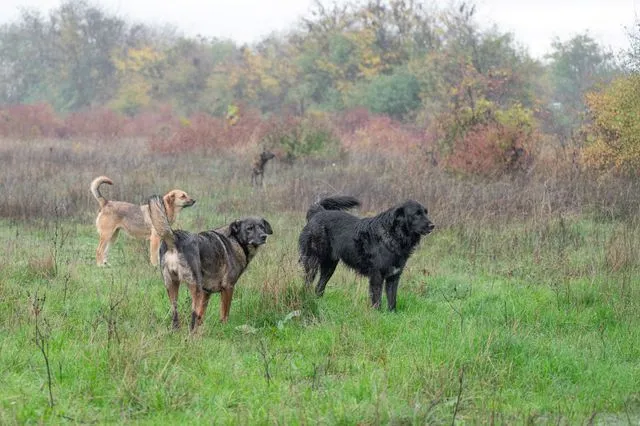 Αγέλη σκύλων (φωτογραφία αρχείου)