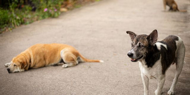 Πιερία: Στη ΜΕΘ 61χρονη μετά από επίθεση αδέσποτων – Εισαγγελική έρευνα