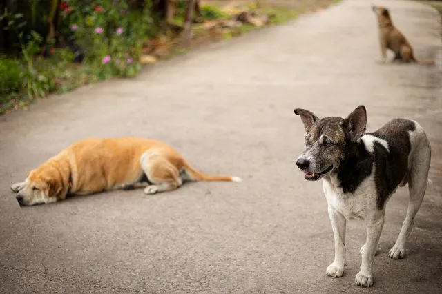 Πιερία: Στη ΜΕΘ 61χρονη μετά από επίθεση αδέσποτων – Εισαγγελική έρευνα