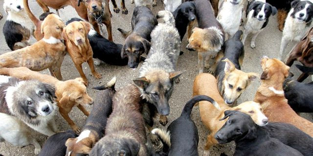 Θεσσαλονίκη: 55χρονος κρατούσε 68 σκυλιά σε άθλιες συνθήκες στο σπίτι του
