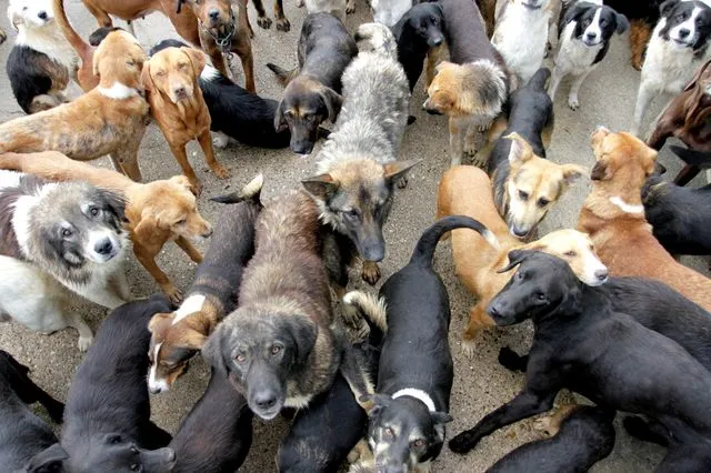 Θεσσαλονίκη: 55χρονος κρατούσε 68 σκυλιά σε άθλιες συνθήκες στο σπίτι του