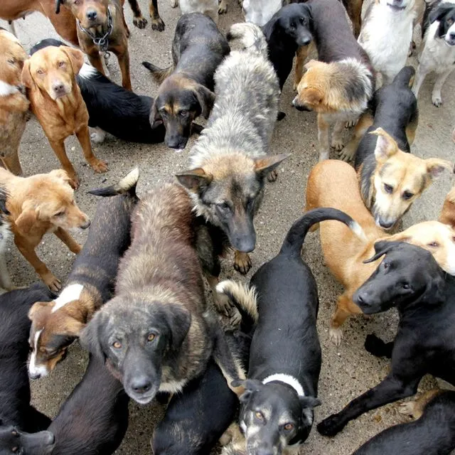 Θεσσαλονίκη: 55χρονος κρατούσε 68 σκυλιά σε άθλιες συνθήκες στο σπίτι του