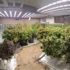 Θεσσαλονίκη: Υδροπονικό εργαστήριο κάνναβης σε μονοκατοικία – Δύο συλλήψεις