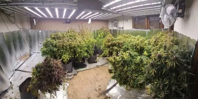 Θεσσαλονίκη: Υδροπονικό εργαστήριο κάνναβης σε μονοκατοικία – Δύο συλλήψεις