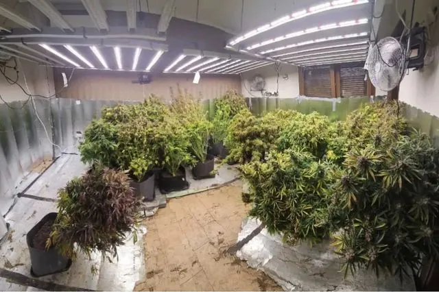 Θεσσαλονίκη: Υδροπονικό εργαστήριο κάνναβης σε μονοκατοικία – Δύο συλλήψεις