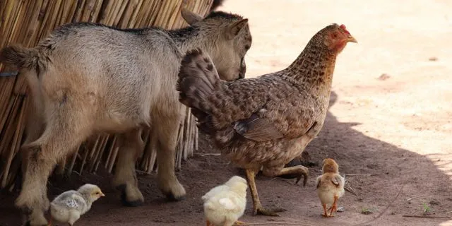 Αμπελόκηποι: Εντόπισαν κότες και κατσίκες σε ταράτσα πολυκατοικίας μετά από καταγγελία