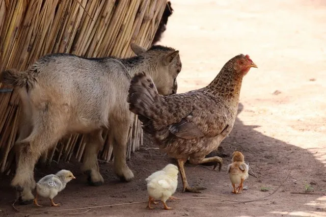 Αμπελόκηποι: Εντόπισαν κότες και κατσίκες σε ταράτσα πολυκατοικίας μετά από καταγγελία