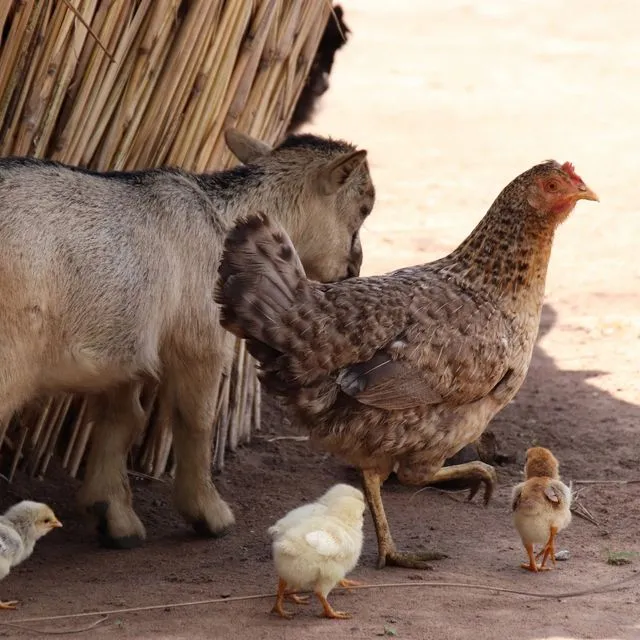 Δικογραφία για παράνομη εκτροφή ζώων σε ταράτσα – Κατσίκες, κότες, πάπιες σε ακατάλληλες συνθήκες